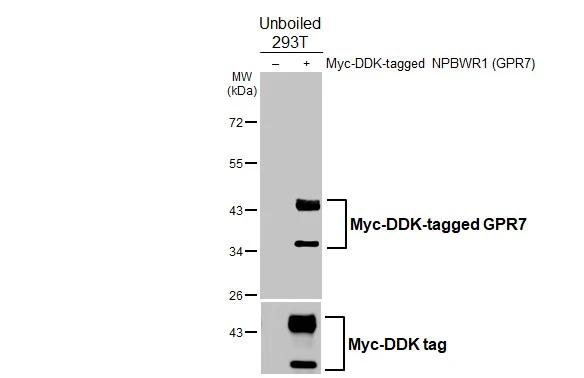 NPBWR1 Antibody in Western Blot (WB)