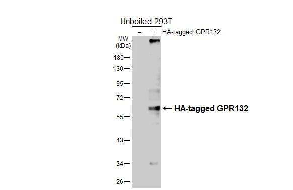 GPR132 Antibody in Western Blot (WB)