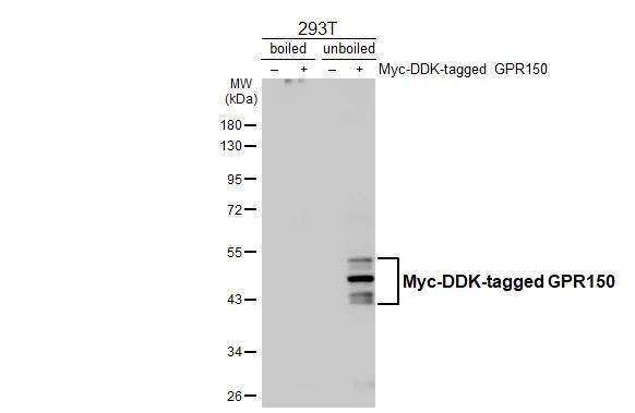 GPR150 Antibody in Western Blot (WB)