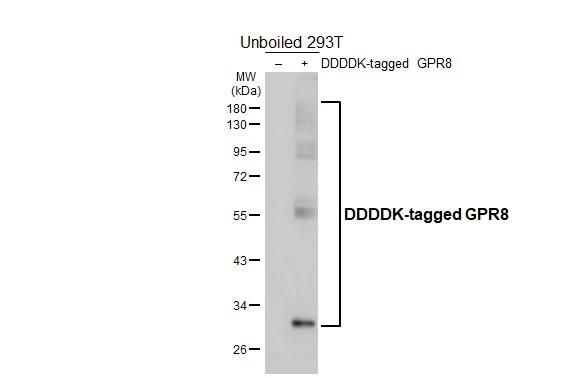 NPBWR2 Antibody in Western Blot (WB)