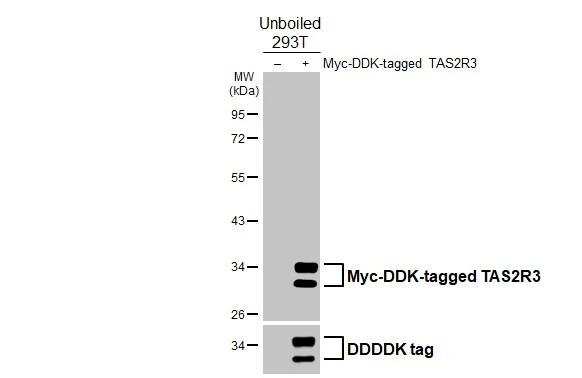 TAS2R3 Antibody in Western Blot (WB)