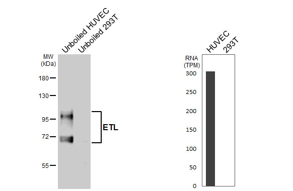 ELTD1 Antibody in Western Blot (WB)