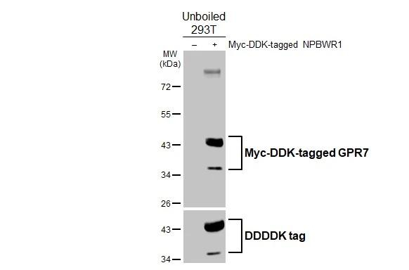 NPBWR1 Antibody in Western Blot (WB)