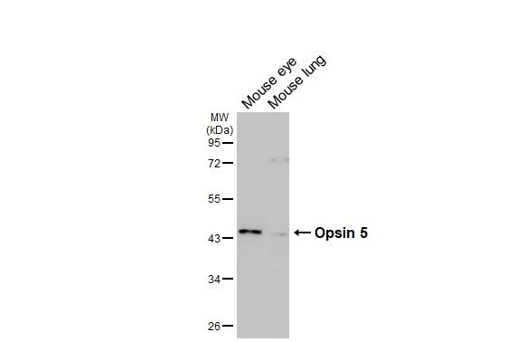 Opsin 5 Antibody in Western Blot (WB)