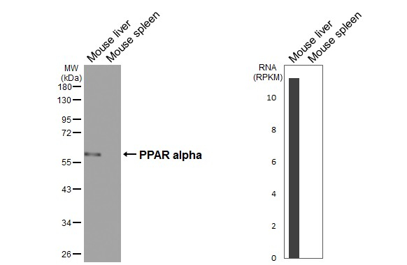 PPAR alpha Antibody in Western Blot (WB)