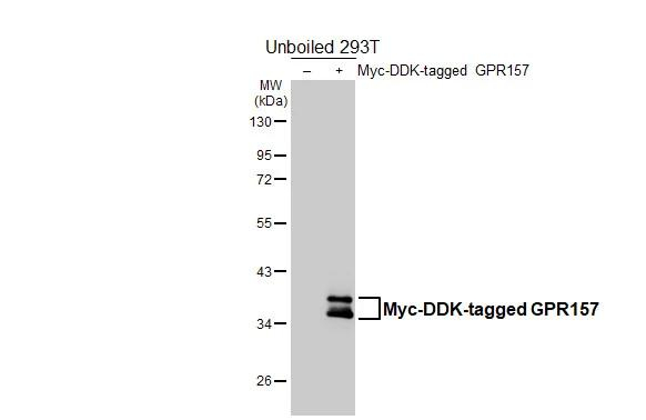 GPR157 Antibody in Western Blot (WB)