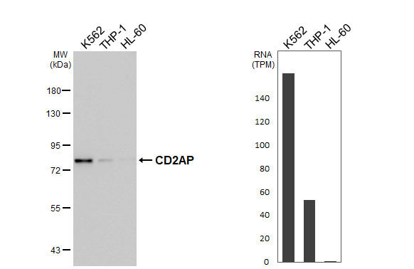 CD2AP Antibody in Western Blot (WB)