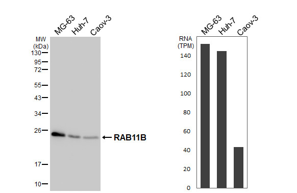 RAB11B Antibody in Western Blot (WB)