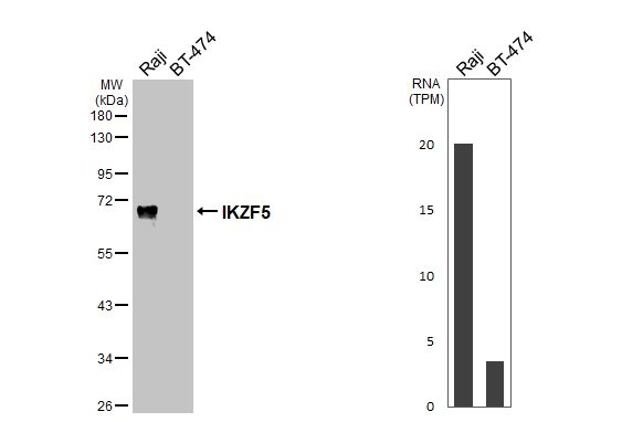 IKZF5 Antibody in Western Blot (WB)