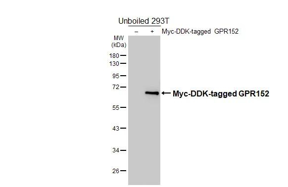 GPR152 Antibody in Western Blot (WB)