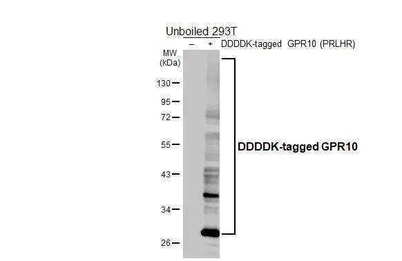 GPR10 Antibody in Western Blot (WB)