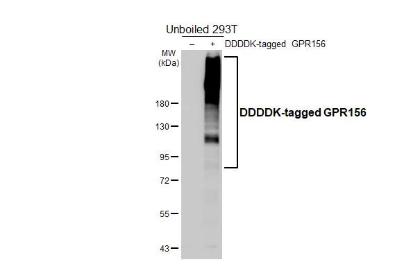 GPR156 Antibody in Western Blot (WB)