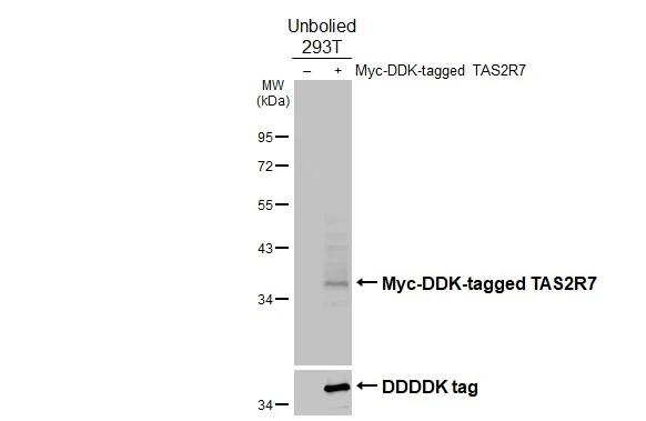 TAS2R7 Antibody in Western Blot (WB)