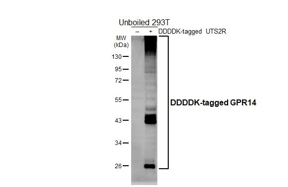 Urotensin II Receptor Antibody in Western Blot (WB)