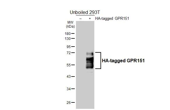 GPR151 Antibody in Western Blot (WB)
