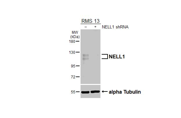 NELL1 Antibody in Western Blot (WB)