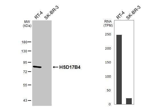 HSD17B4 Antibody in Western Blot (WB)