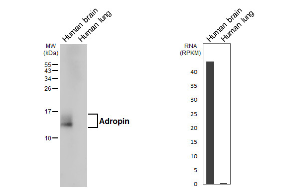 Adropin Antibody in Western Blot (WB)