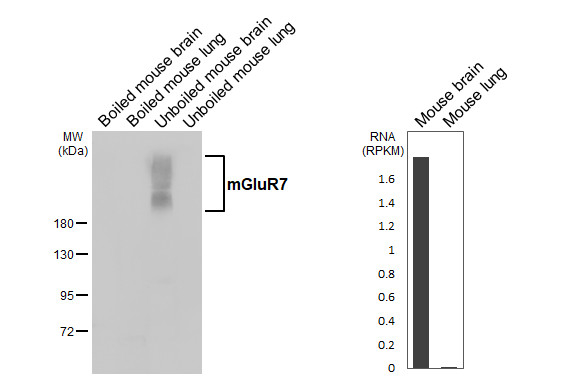 mGluR7 Antibody in Western Blot (WB)