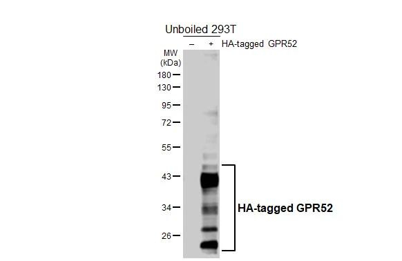 GPR52 Antibody in Western Blot (WB)