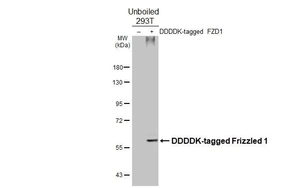 FZD1 Antibody in Western Blot (WB)
