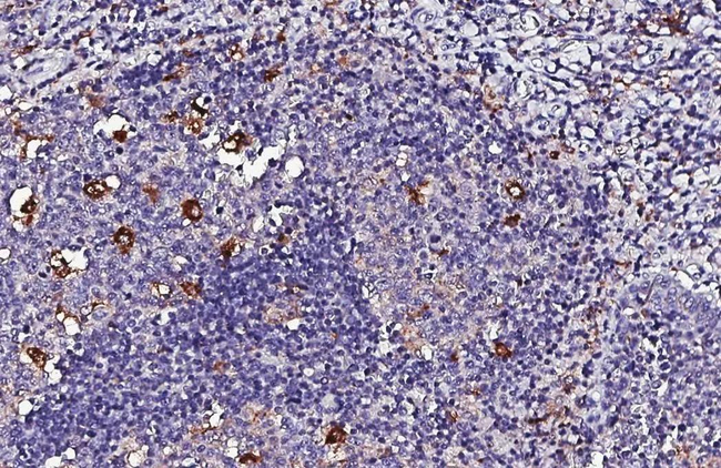 PSAP Antibody in Immunohistochemistry (Paraffin) (IHC (P))