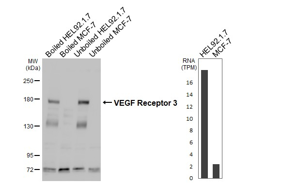 VEGF Receptor 3 Antibody in Western Blot (WB)