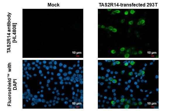 TAS2R14 Antibody in Immunocytochemistry (ICC/IF)