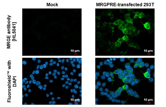 MRGPRE Antibody in Immunocytochemistry (ICC/IF)