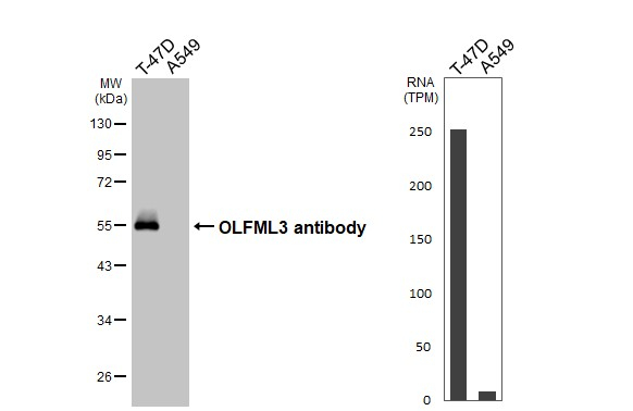 OLFML3 Antibody in Western Blot (WB)