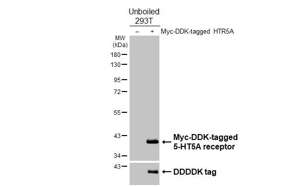 HTR5A Antibody in Western Blot (WB)