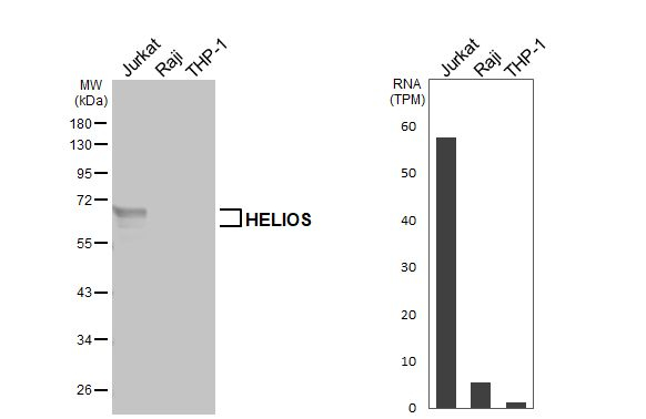 HELIOS Antibody in Western Blot (WB)