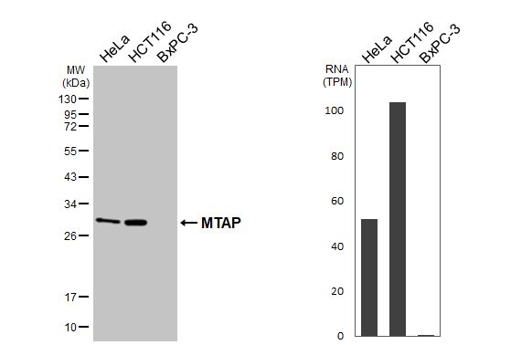 MTAP Antibody in Western Blot (WB)