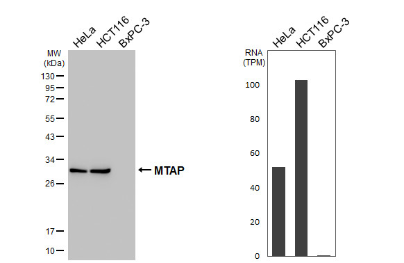 MTAP Antibody in Western Blot (WB)