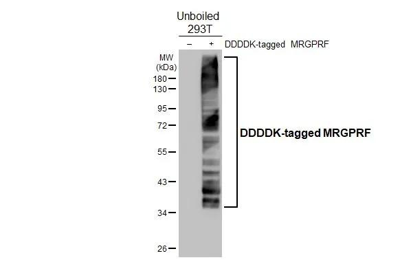 MRGPRF Antibody in Western Blot (WB)
