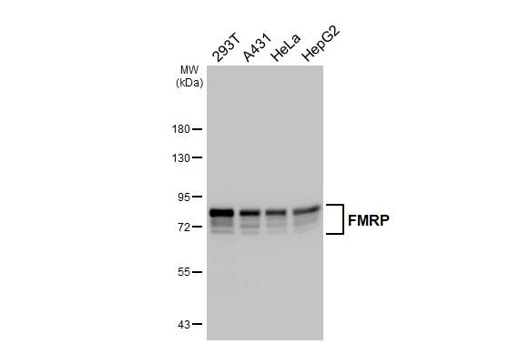 FMRP Antibody in Western Blot (WB)