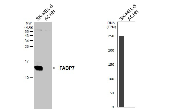 FABP7 Antibody in Western Blot (WB)