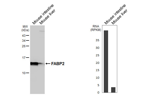 FABP2 Antibody in Western Blot (WB)