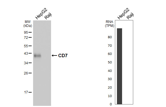 CD7 Antibody in Western Blot (WB)