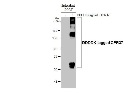 GPR37 Antibody in Western Blot (WB)