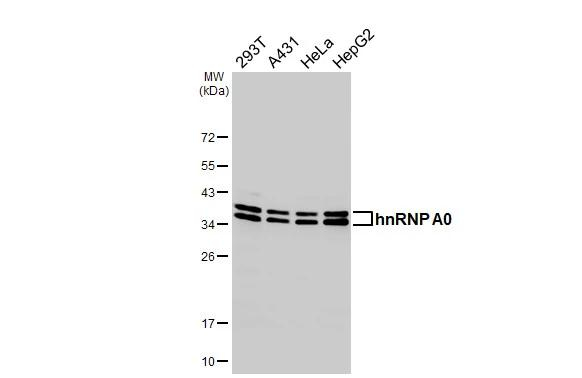 HNRNPA0 Antibody in Western Blot (WB)