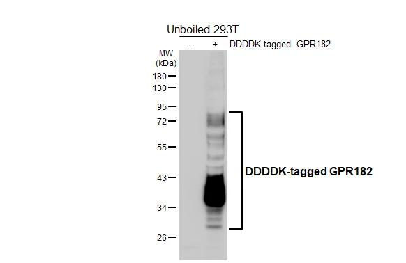 GPR182 Antibody in Western Blot (WB)