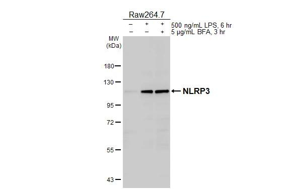 NLRP3 Antibody in Western Blot (WB)