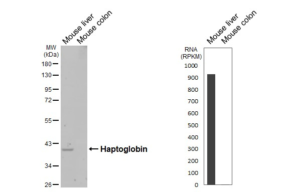 Haptoglobin Antibody in Western Blot (WB)