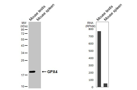 GPX4 Antibody in Western Blot (WB)