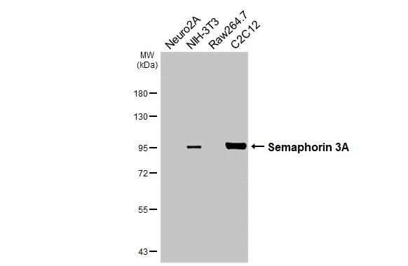 SEMA3A Antibody in Western Blot (WB)