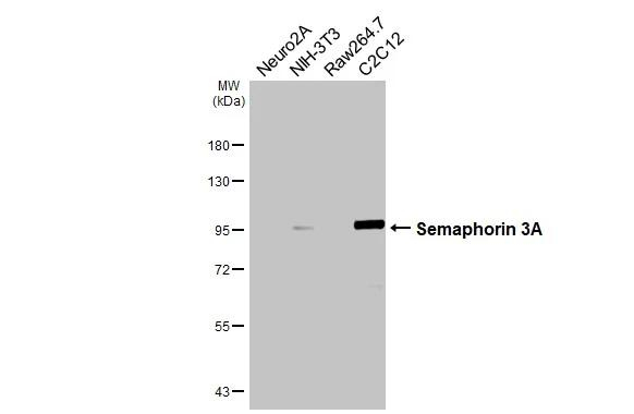 SEMA3A Antibody in Western Blot (WB)