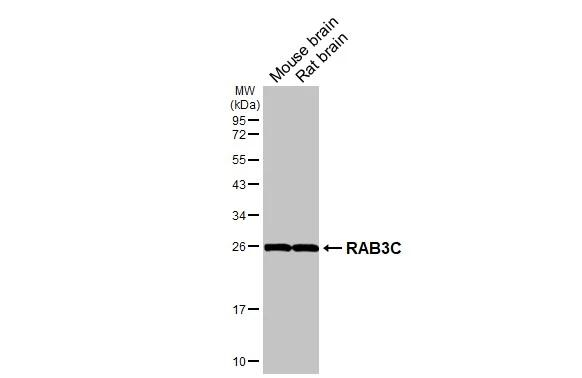 RAB3C Antibody in Western Blot (WB)