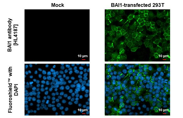 BAI1 Antibody in Immunocytochemistry (ICC/IF)