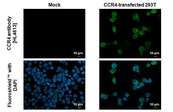 CCR4 Antibody in Immunocytochemistry (ICC/IF)